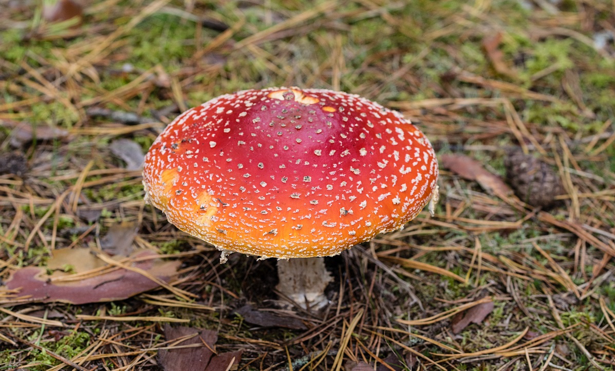 盘点世界上最奇特的5种蘑菇,第三种看了都不敢认,好像蛇!