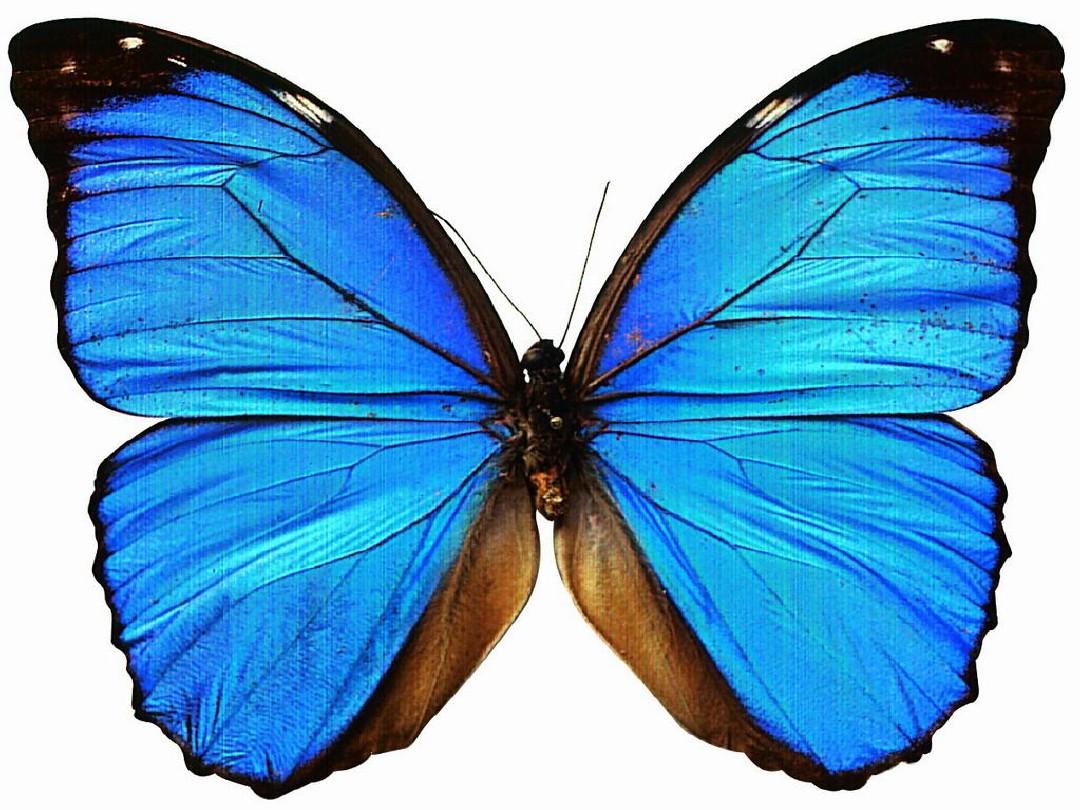 《轴对称》教学设计分享