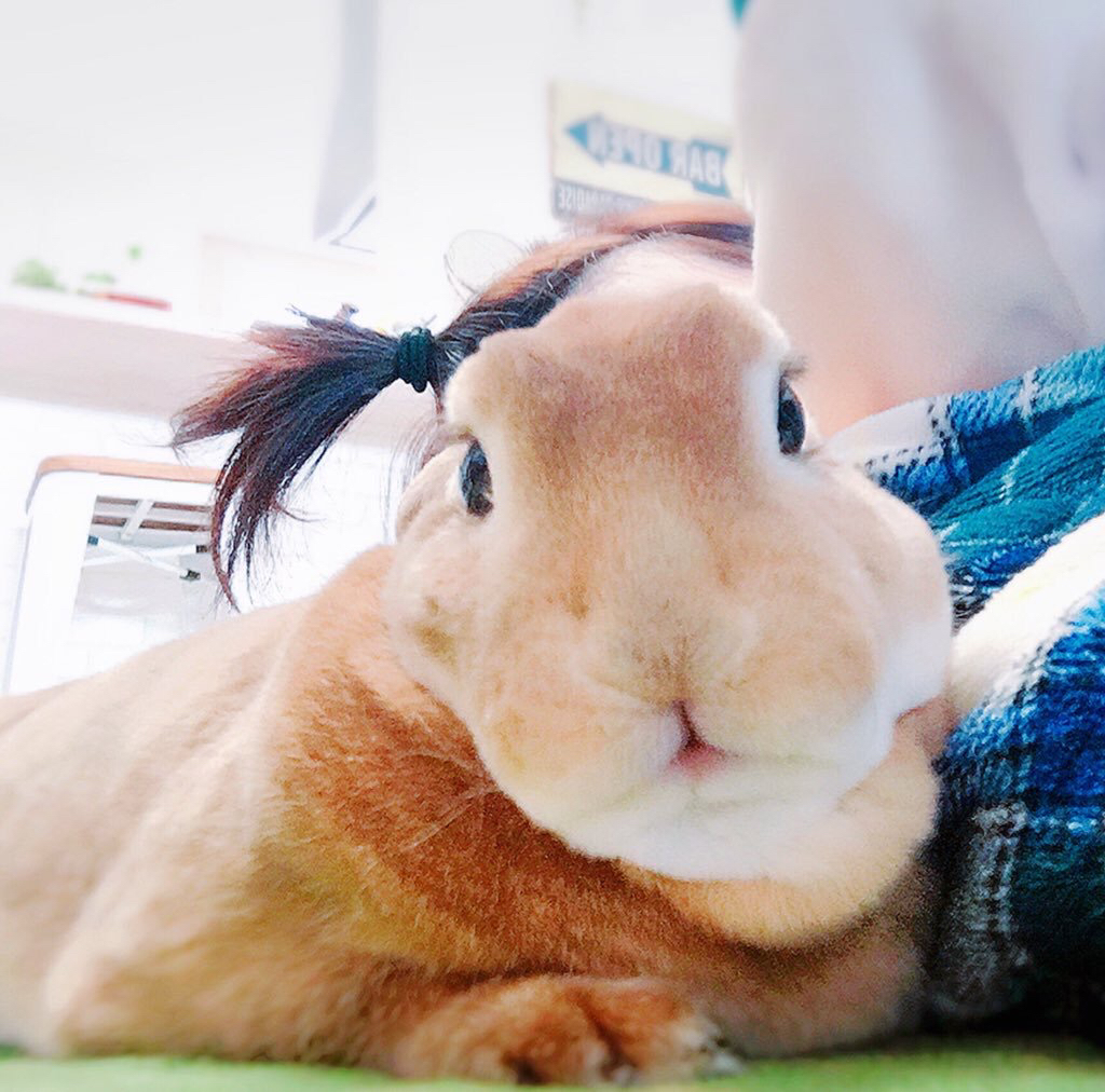 女孩跟兔子自拍,兔子长出了马尾辫,网友:角度很重要