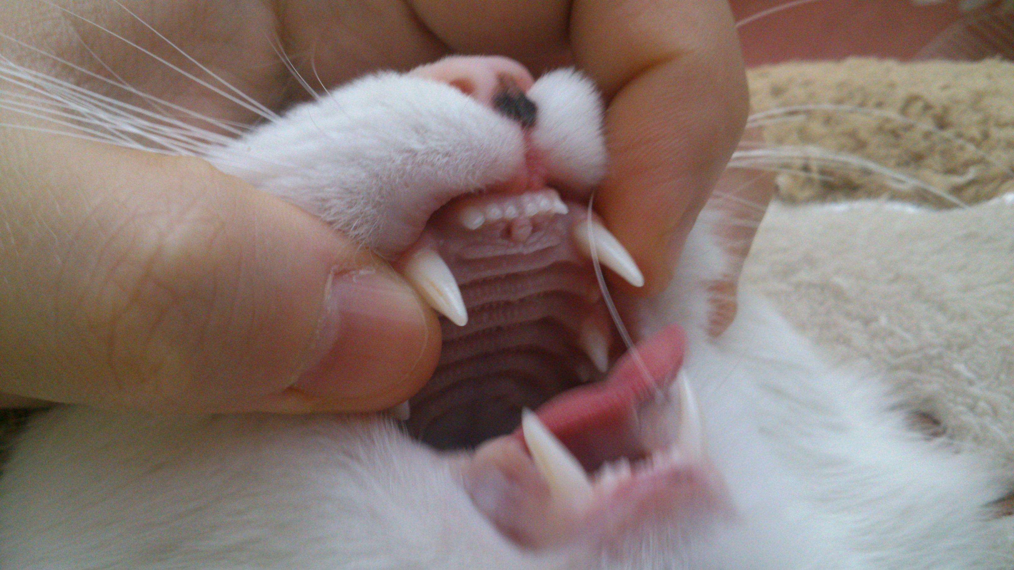 农村关于猫的两个传说,九曲猫存在吗?人临终不能接近猫咪吗?