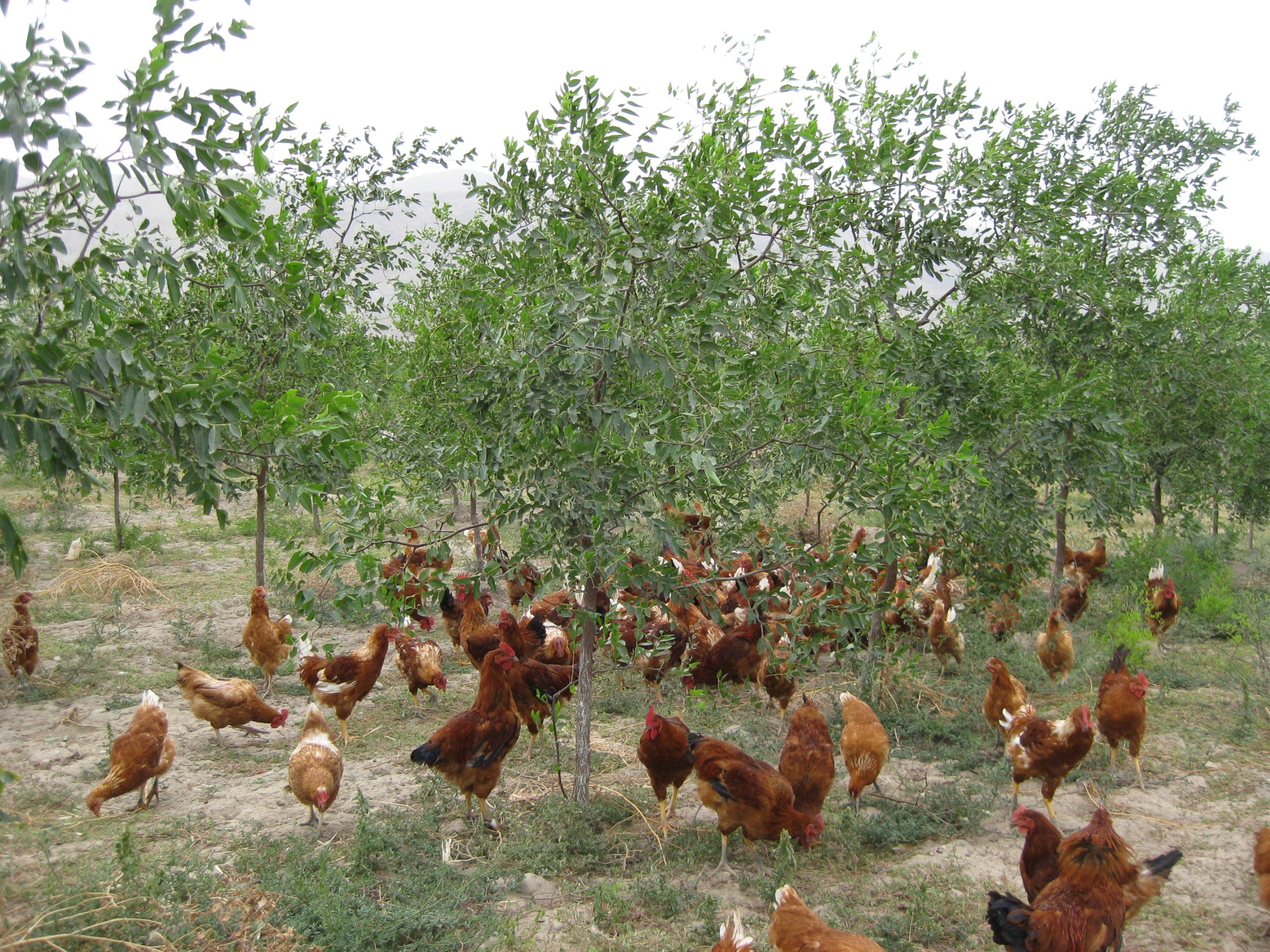 土鸡- 热门商品专区