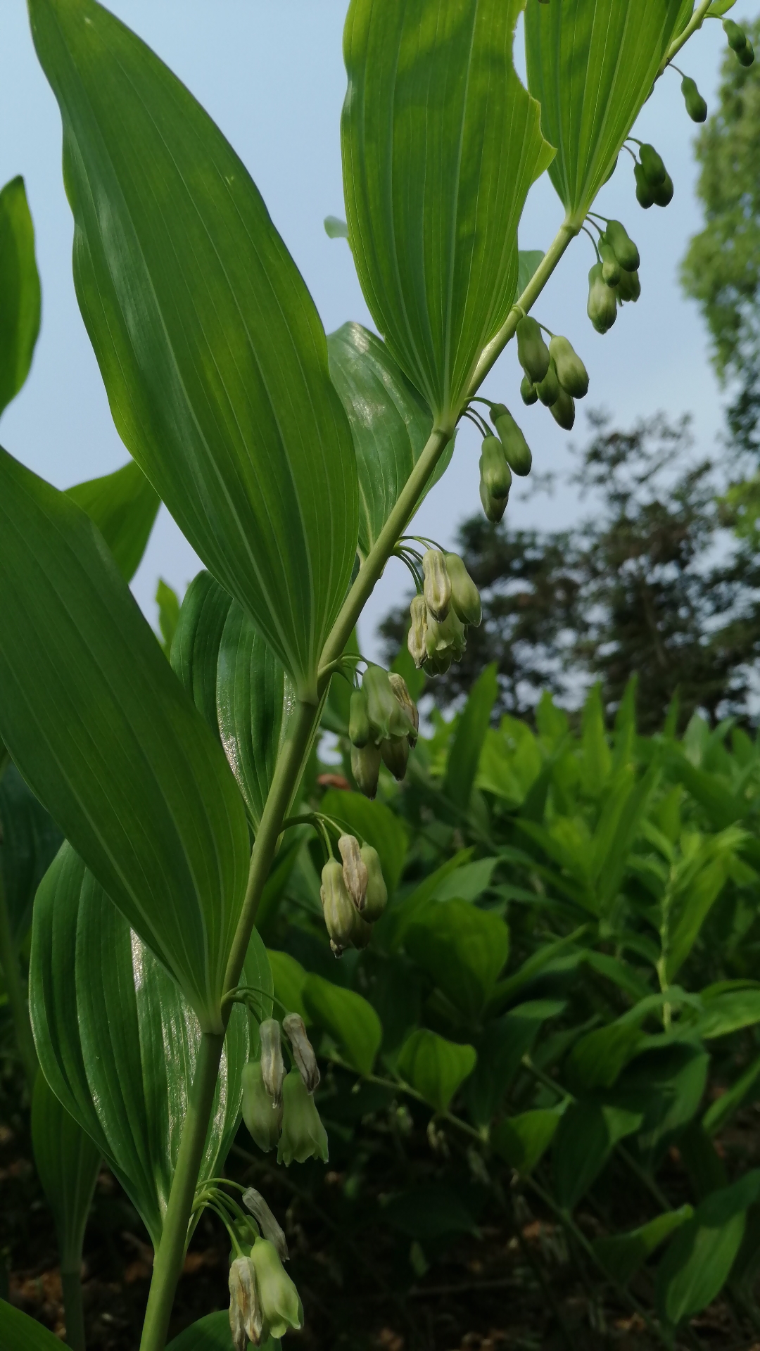 中药玉竹:一种像竹子的中药,村民致富的植物,你那里种吗?