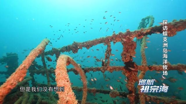 《巡航祖宗海》带您探访蜈支洲岛海域海洋牧场 领略海底的大美