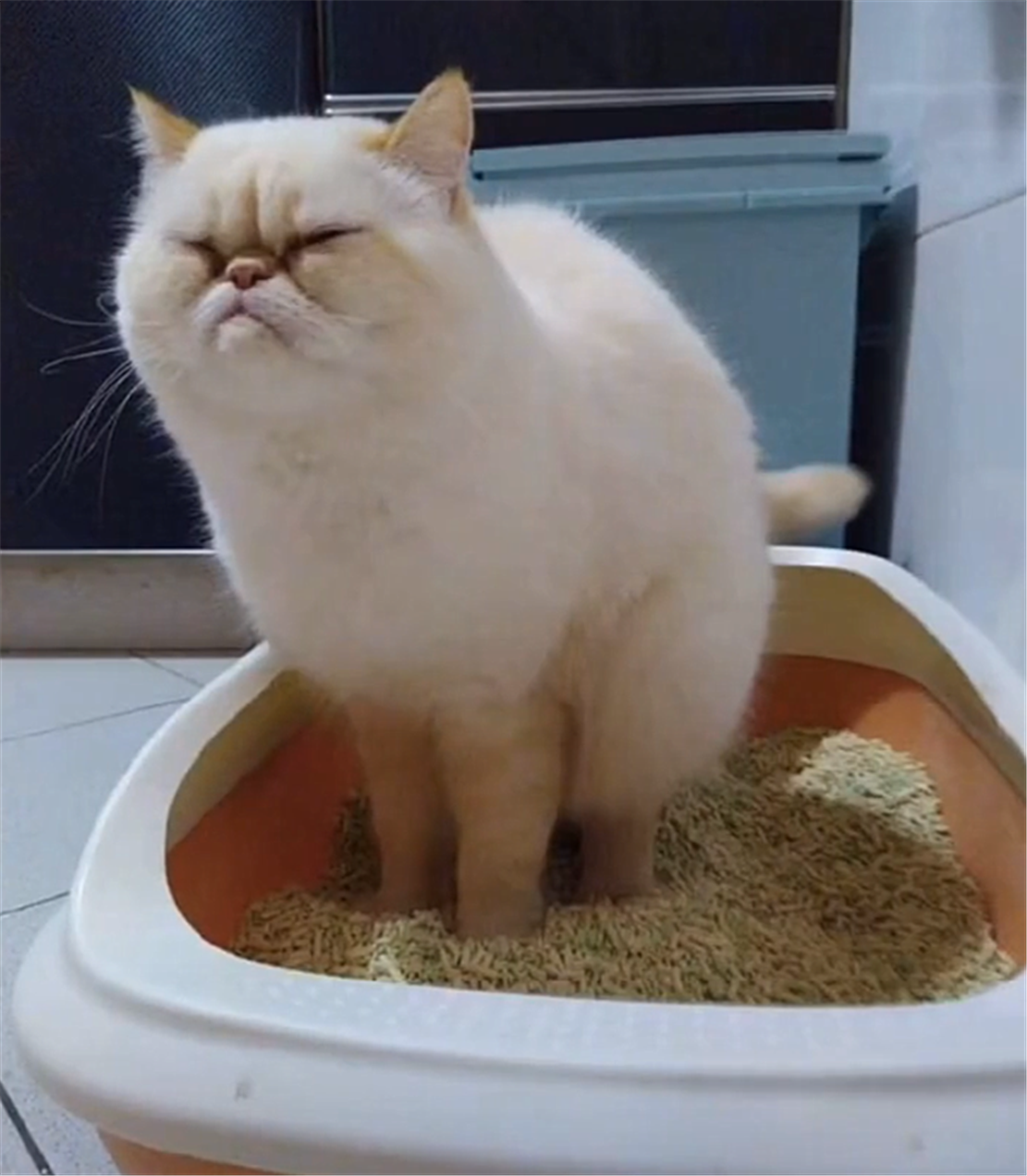 猫咪便秘,蹲在猫砂盆里愁眉苦脸,猫:我可能需要吃根香蕉