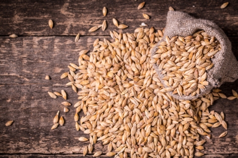 啤酒植物学——麦芽