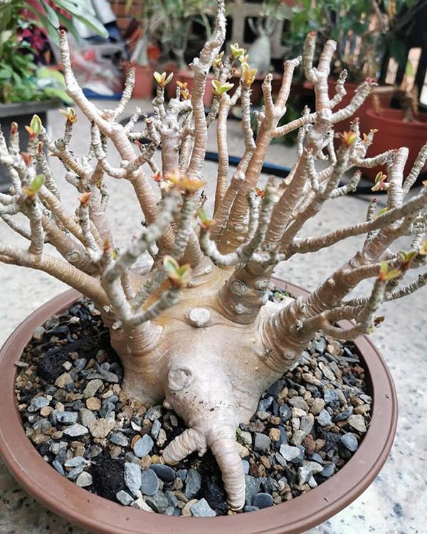 好尴尬,花友家的沙漠玫瑰娇艳绚丽,我家的不长叶子,什么原因?