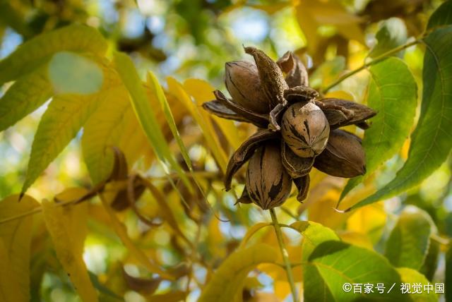 碧根果开花图片图片