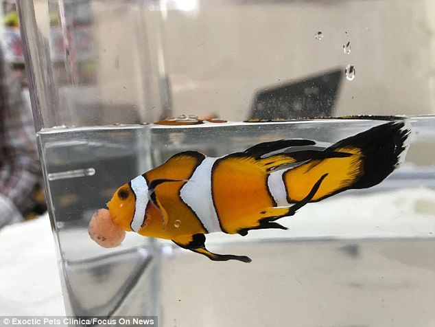 主人砸6000元求医生替鱼动手术被嘲笑,霸气回应:我认为很值得