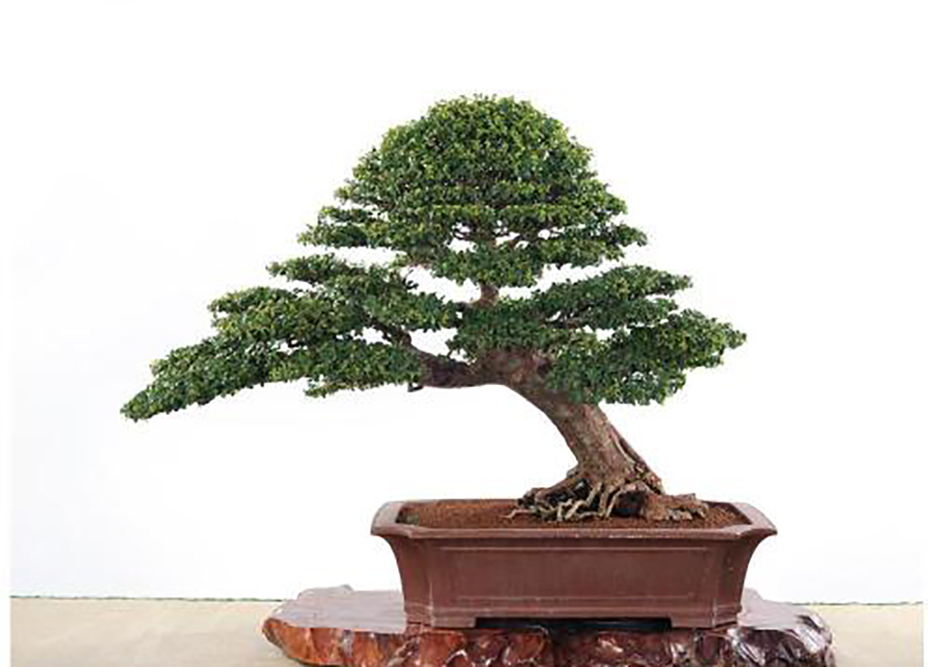 相思树盆景种植:采挖及养护管理技巧,值得一看