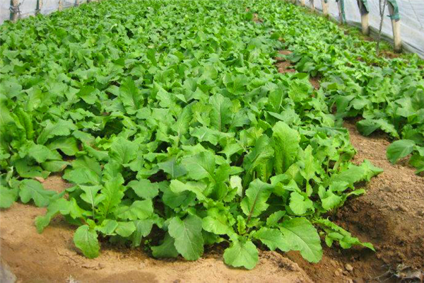 无土栽培萝卜 - 2020年最新商品信息聚合专区 - 百度爱采购