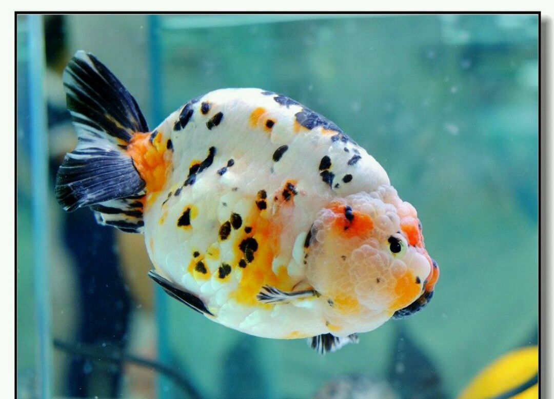 蛋种金鱼新贵崛起之兰寿篇!