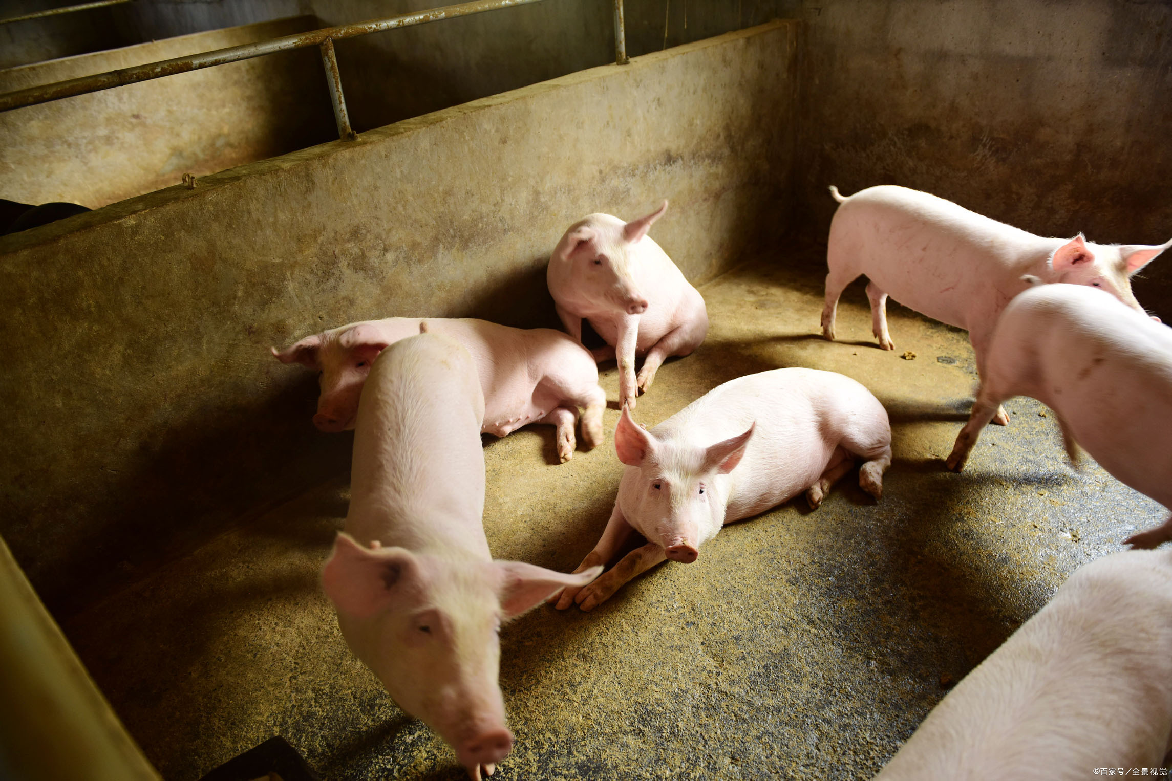 生猪- 优质问答专区