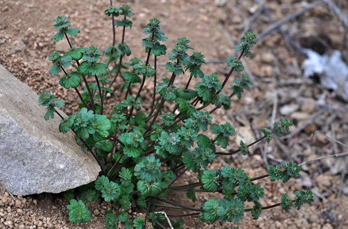荒野维生食物之野菜系列——宝盖草