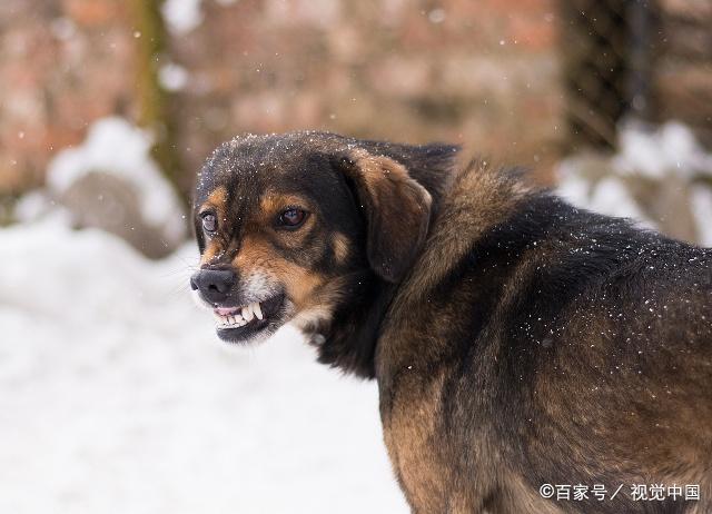 症狀有哪些 狂犬病是由狂犬病病毒屬導致的一種急性腦炎,主要表現為