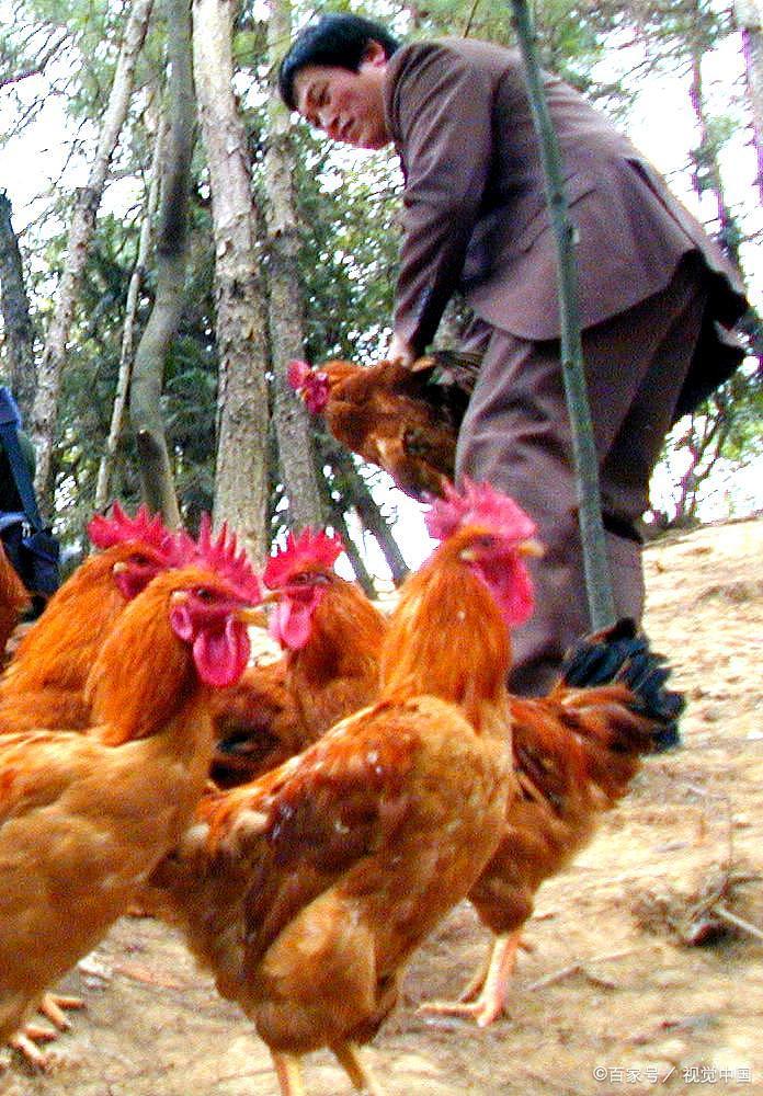 猪肉越来越吃不到香味,继大豆战完败之后,猪肉之战我们有完败了