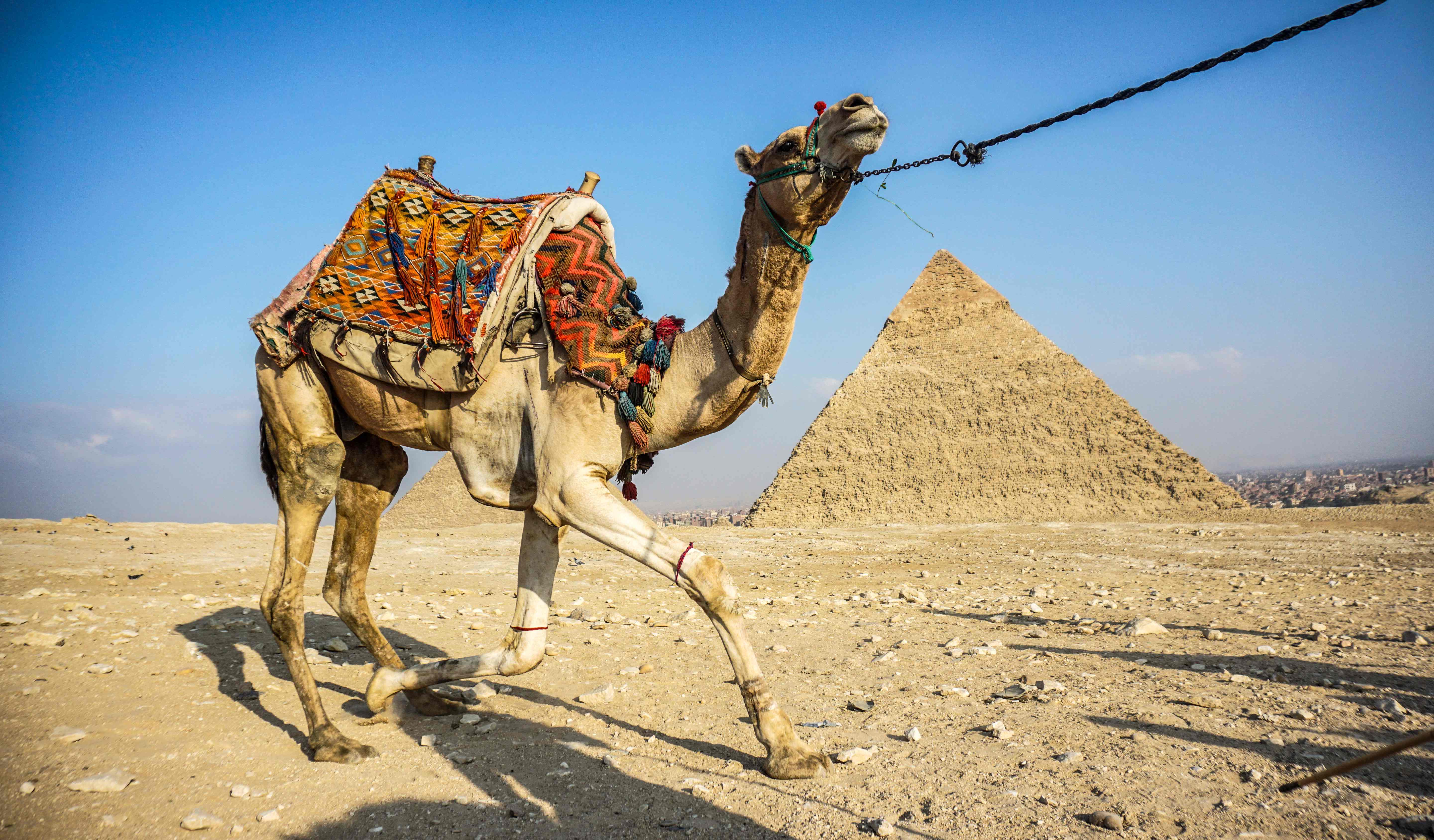 2018年12月22日    (外代二线)骆驼与金字塔    这是12月21日在埃及