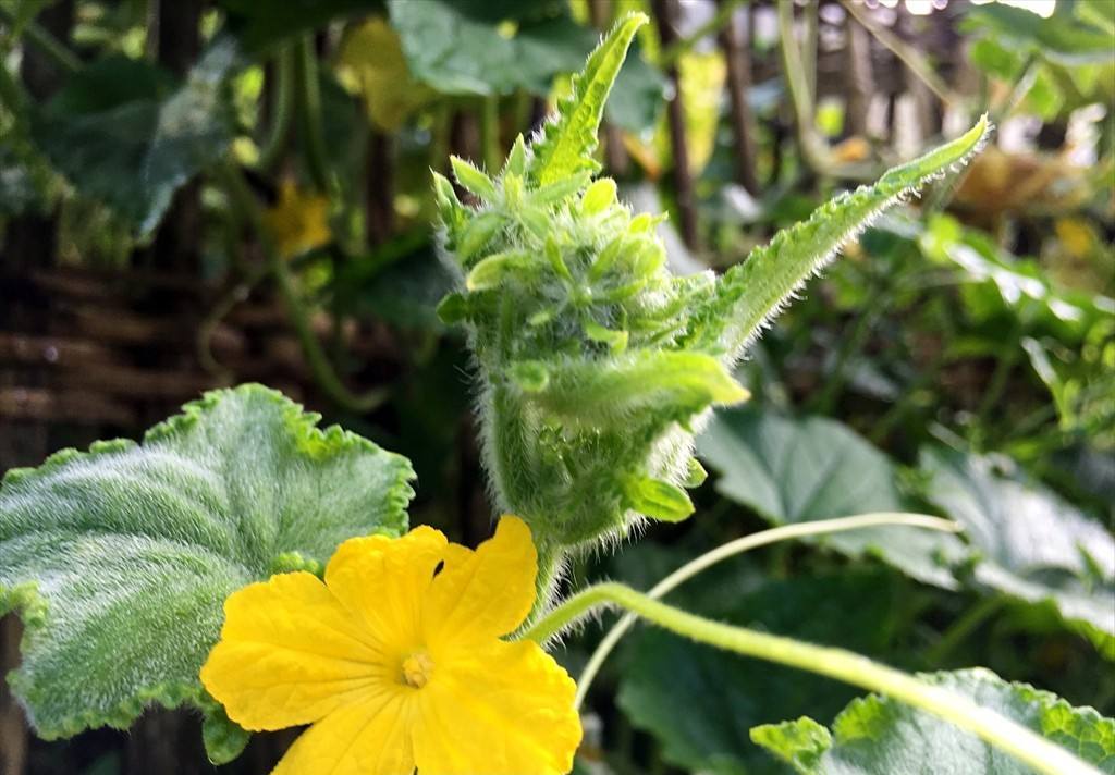 冬瓜- 热门商品专区