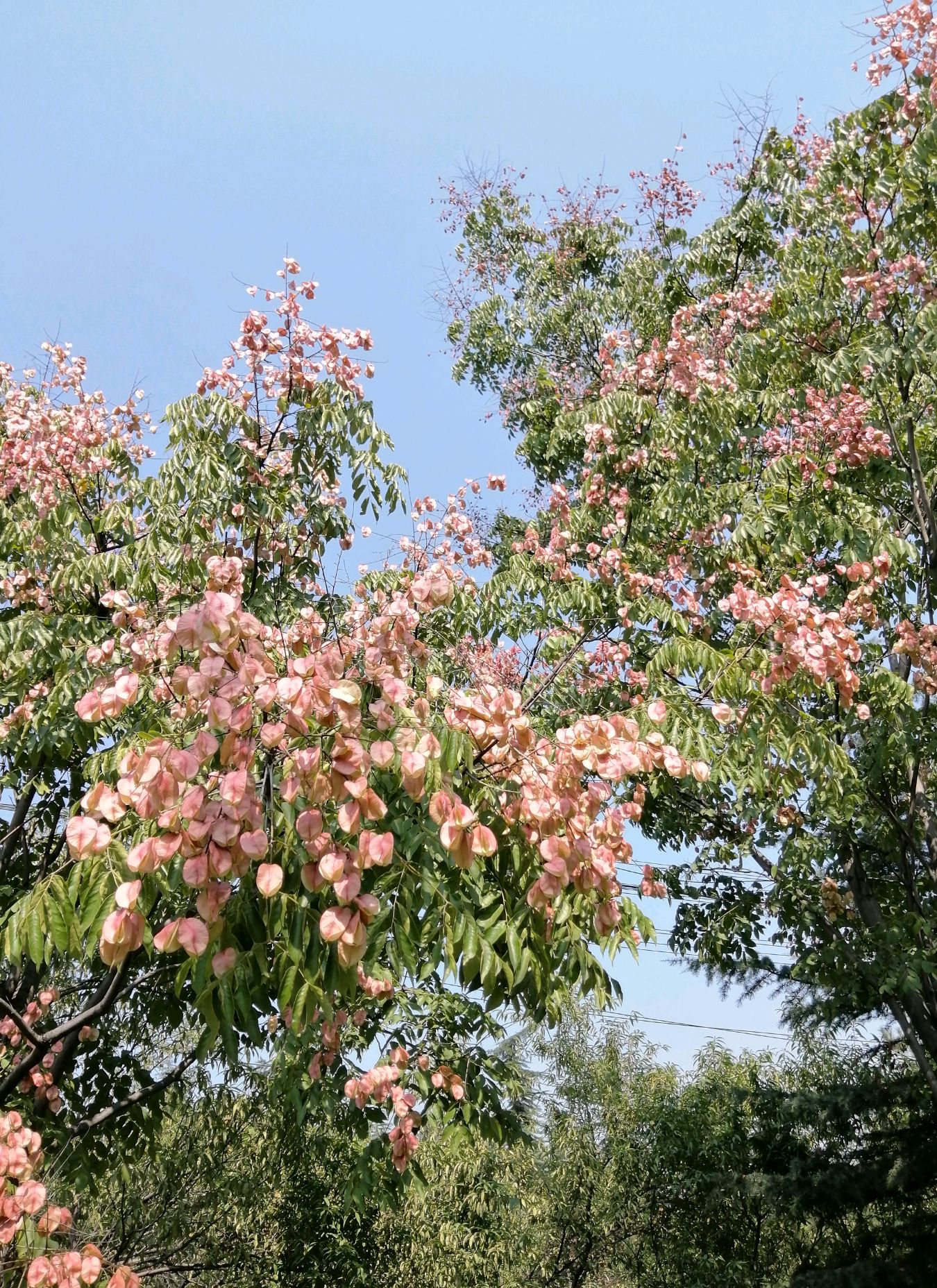 黄花红果"国庆树",别样装点,我的祖国,分外妖娆多娇