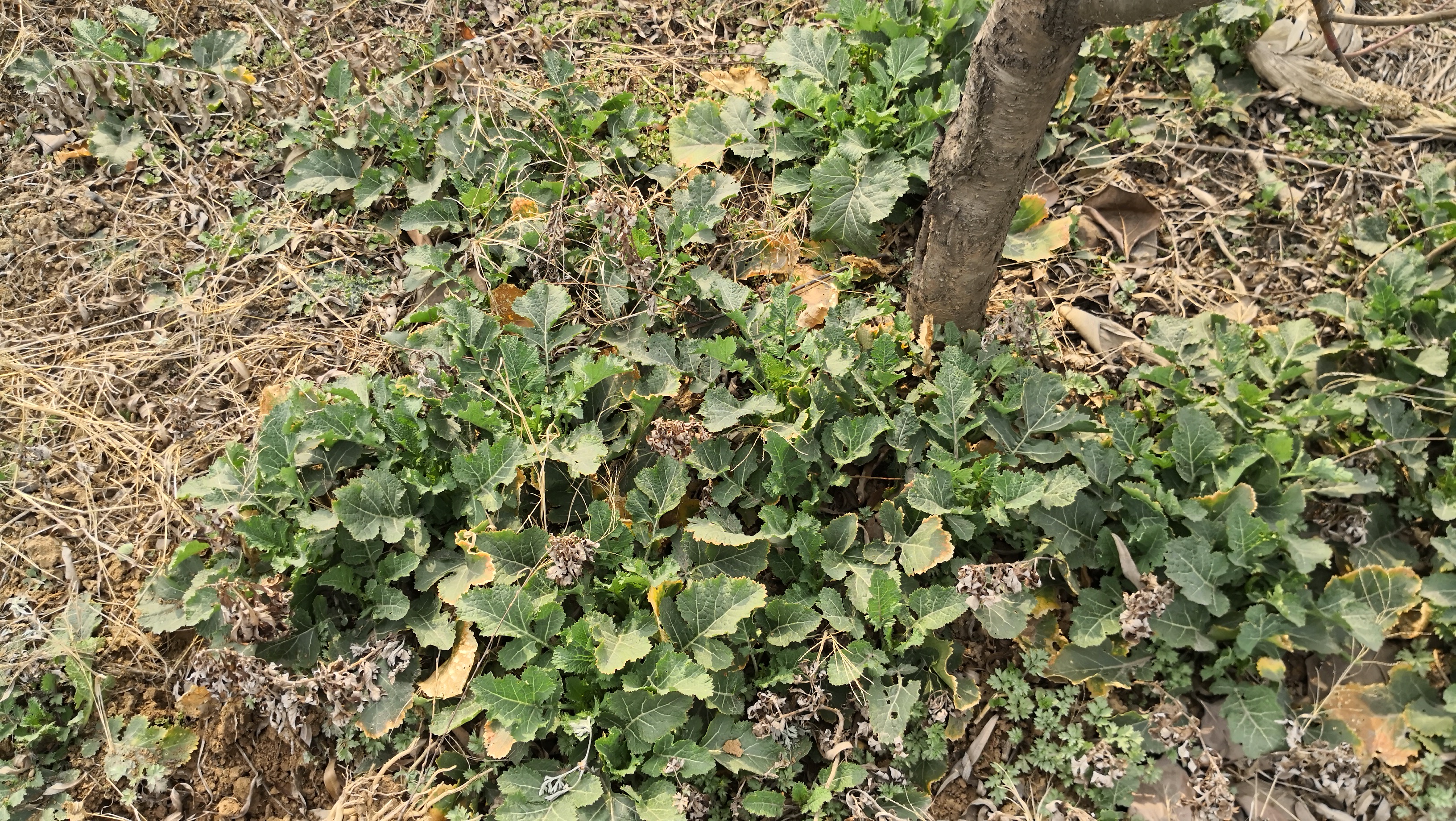 紧接着又在路边果树下发现了成堆的野生喇菜,苦清香扑鼻而来,包菜包子