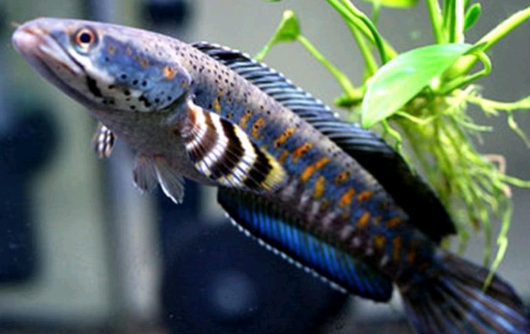 幻彩红宝石雷龙鱼