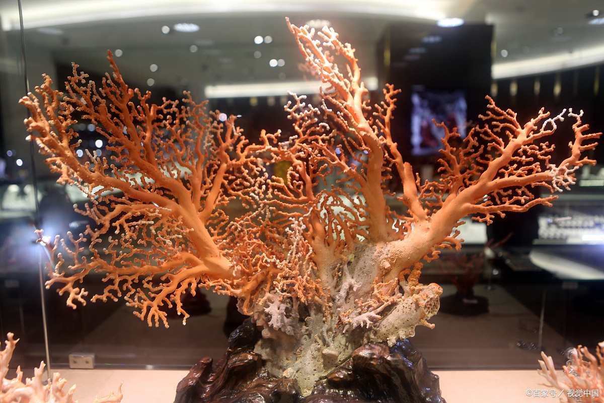 珊瑚及其各种仿制品