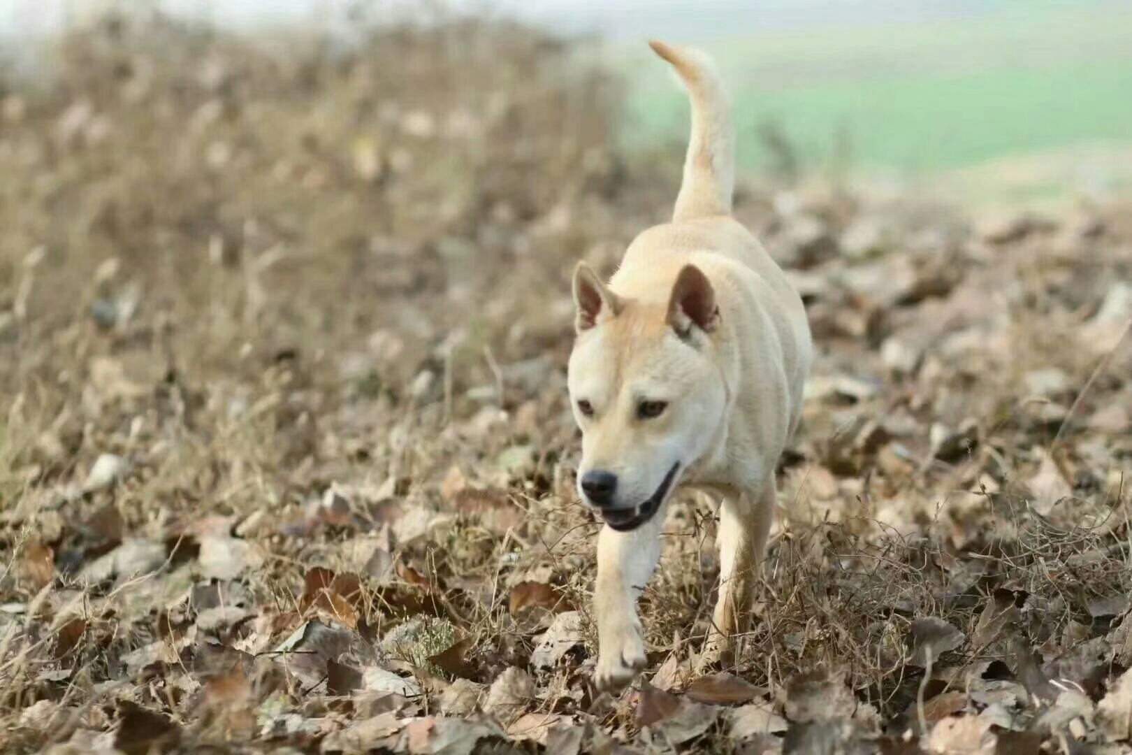 从江猎犬图片