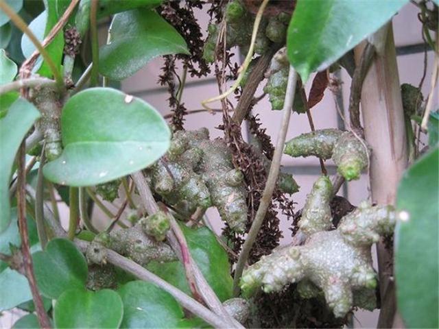 认识是宝,你认识藤三七吗,知道藤三七有什么秘密吗?