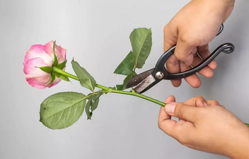 切花鲜 - 热门商品专区