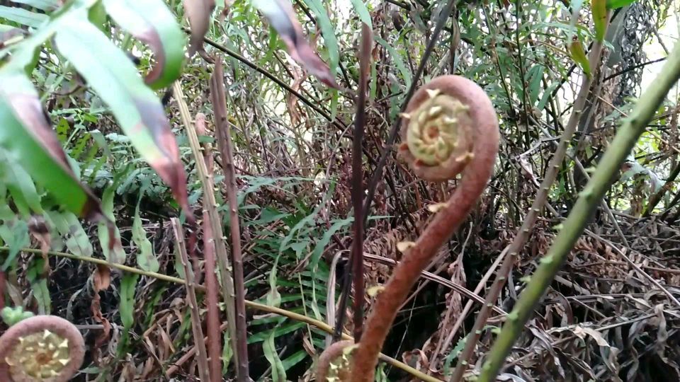 农村一种常见的植物,不但可以吃还是盆景园艺的好材料