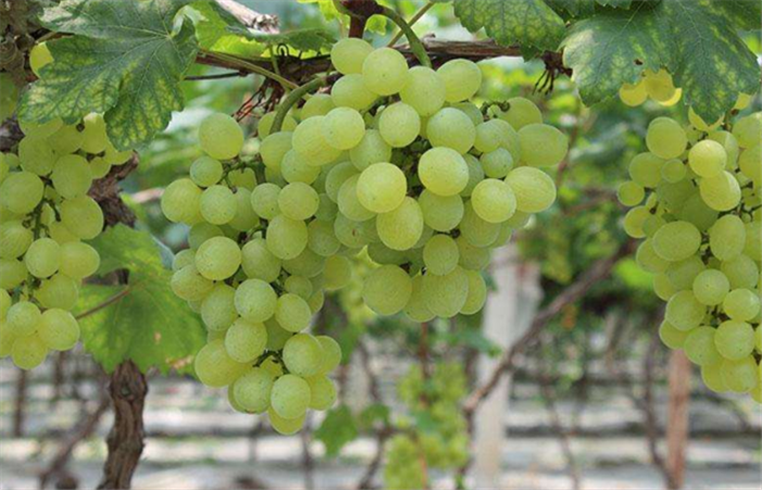 提子树 - 热门商品专区