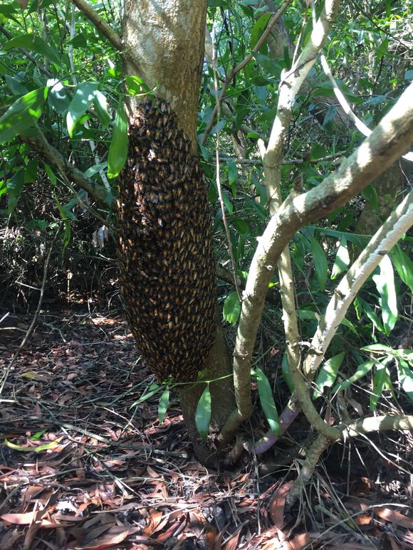 山林地碰到一群野生蜜蜂,个头超大的,这是什么蜂蜜呢,能养么?