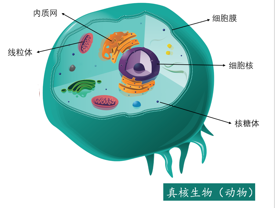 瓦龙酸 - 优质问答专区