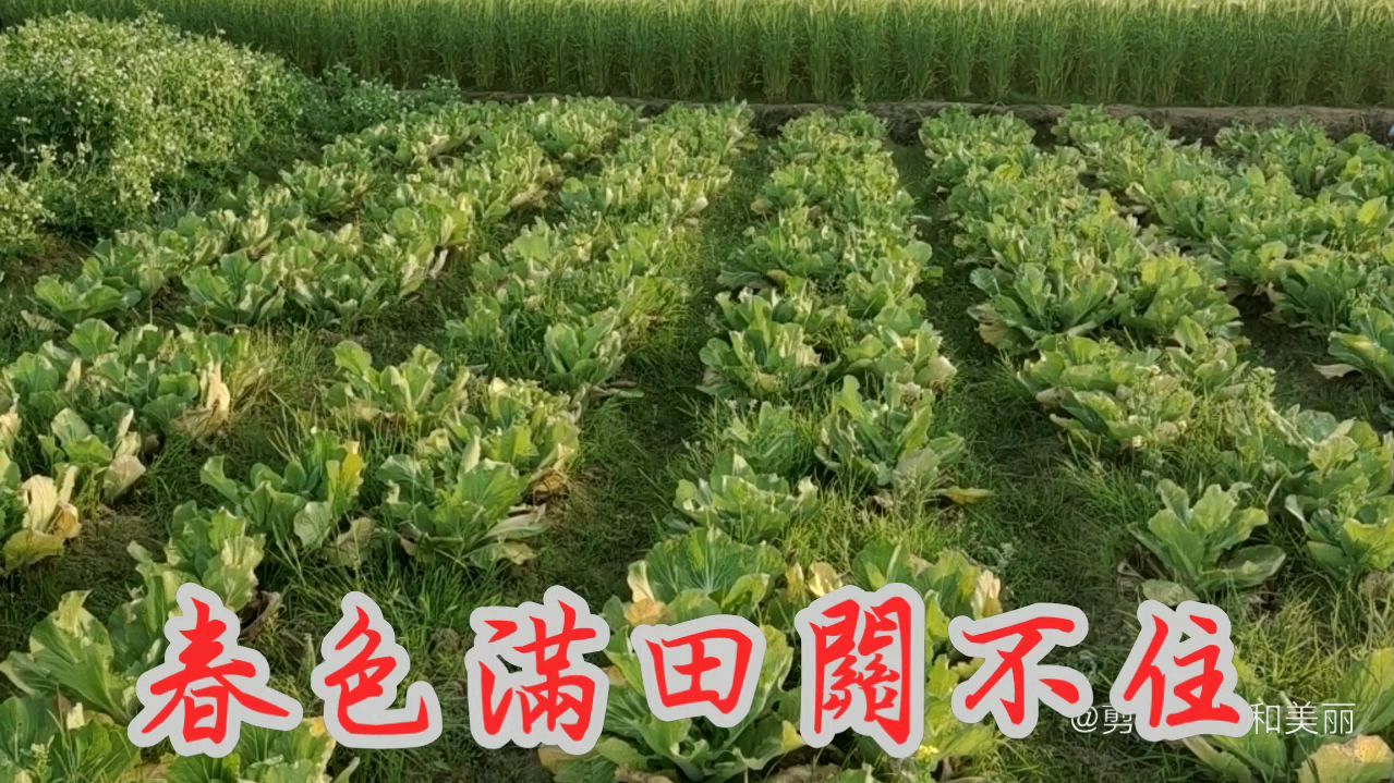 [图]看到这一片片喜人的庄稼,农民大哥的辛勤劳作总算没有白费