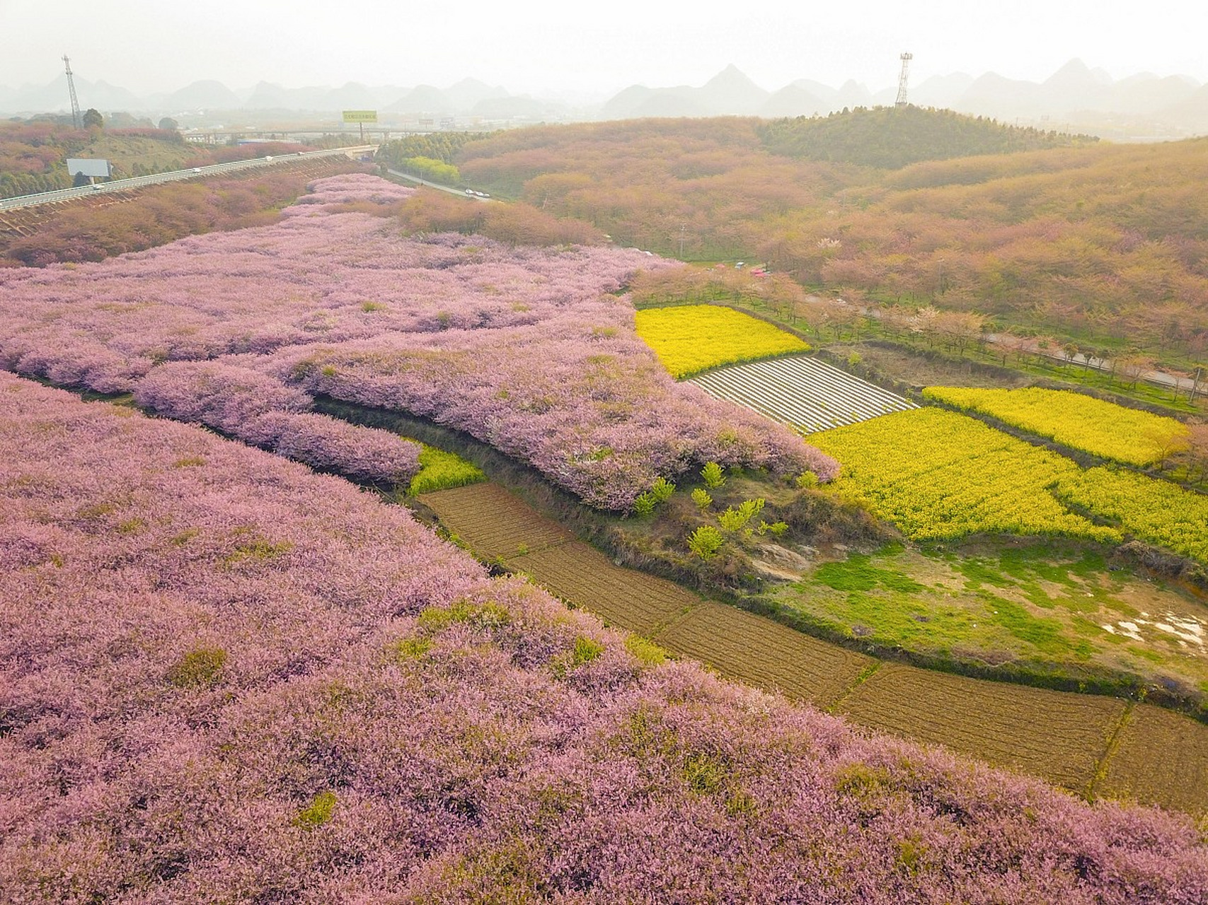 贵州平坝樱花2021图片图片