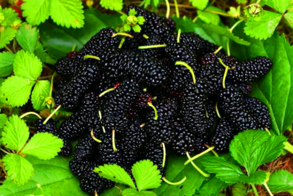 黑色水果6:黑加仑
