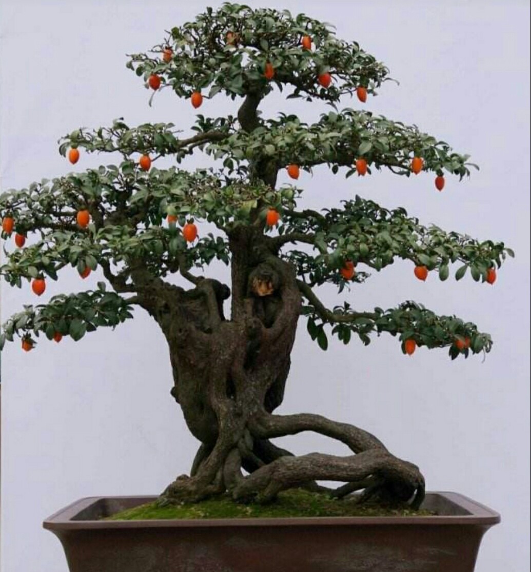 漂亮的金弹子盆景