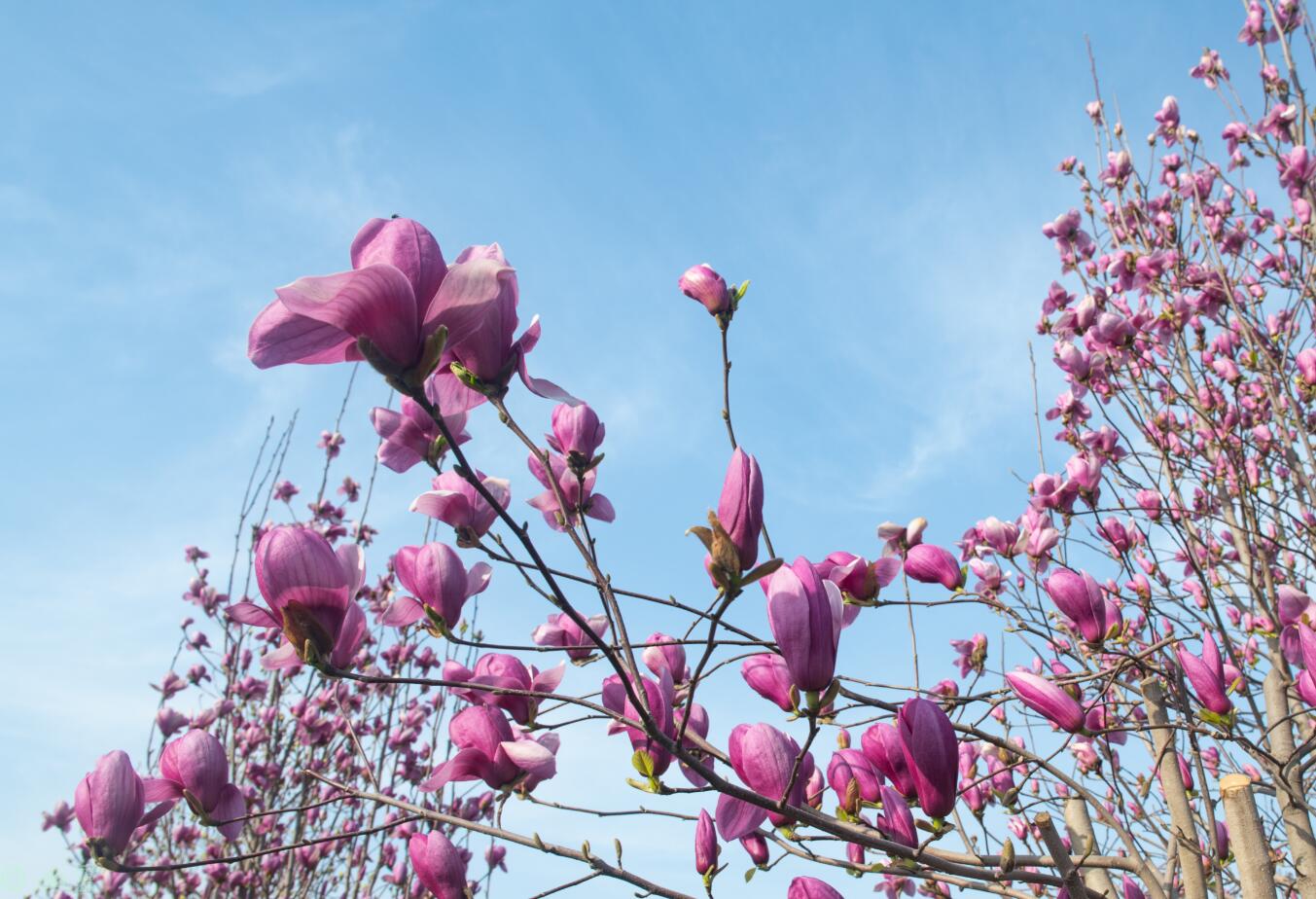 花 給點暖色調,白白的小花有了些粉色的意境.