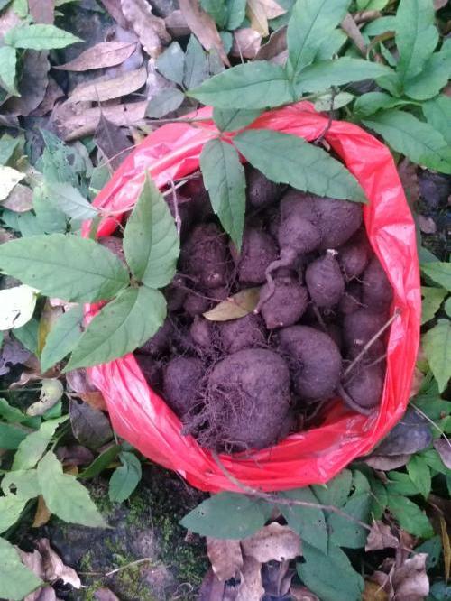 金线吊葫芦的生长要点