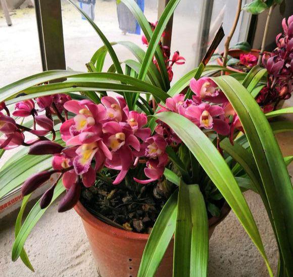 一种"大兰花",春节正开花,一开几百朵,朵朵拳头大