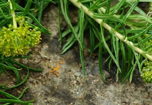 植物知识科普,小编带你了解狭叶红景天