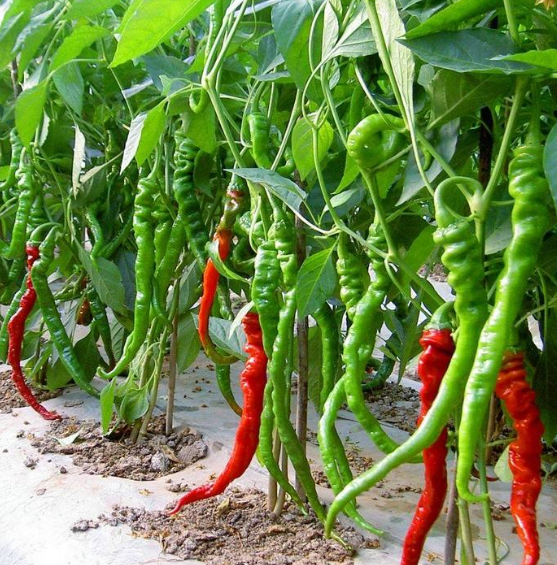 辣椒要怎么种植,怎样在大棚中育苗,如何进行管理