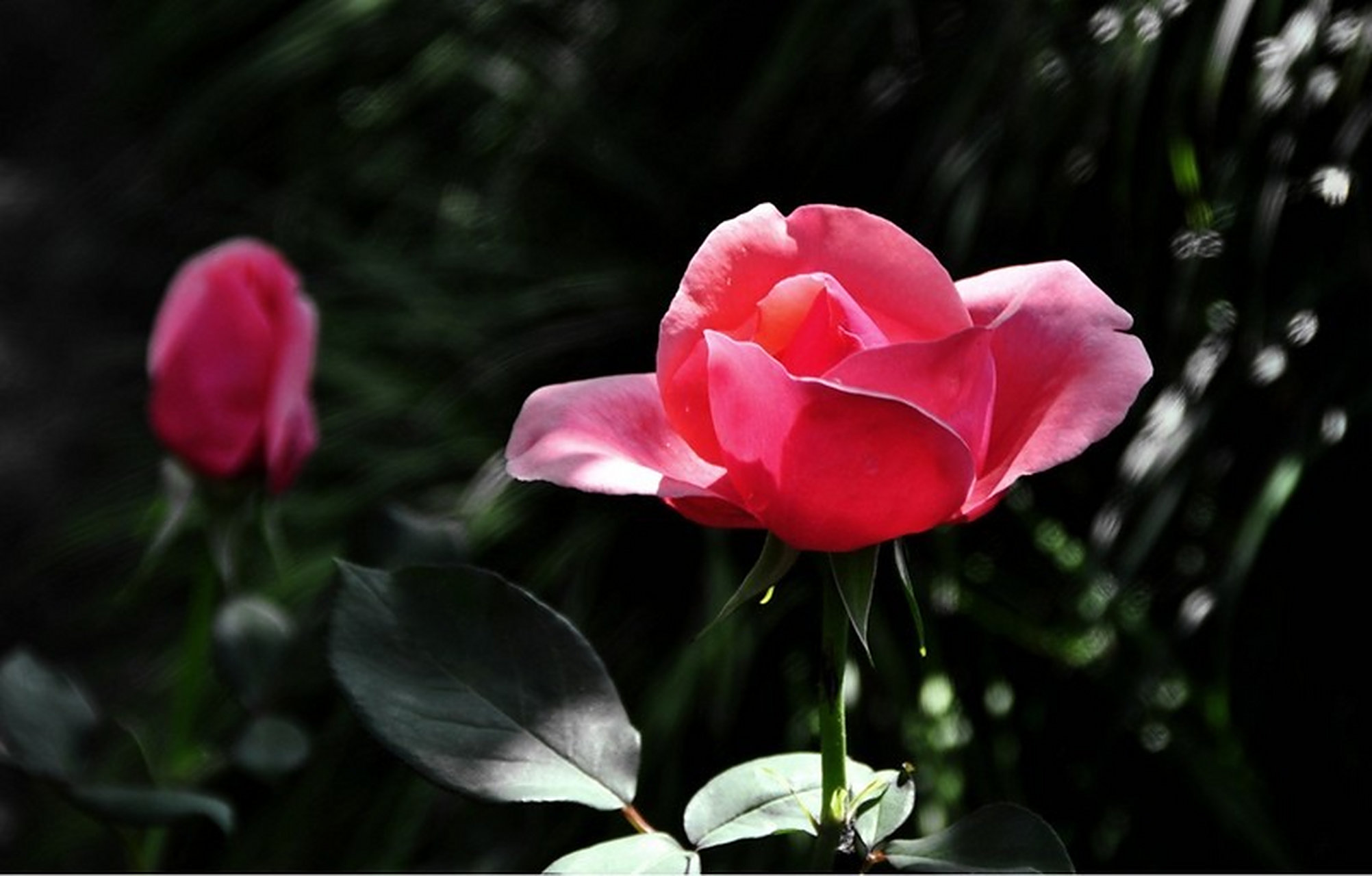 洛阳白牡丹和重庆野玫瑰# 牡丹和玫瑰,你更喜欢哪一个?