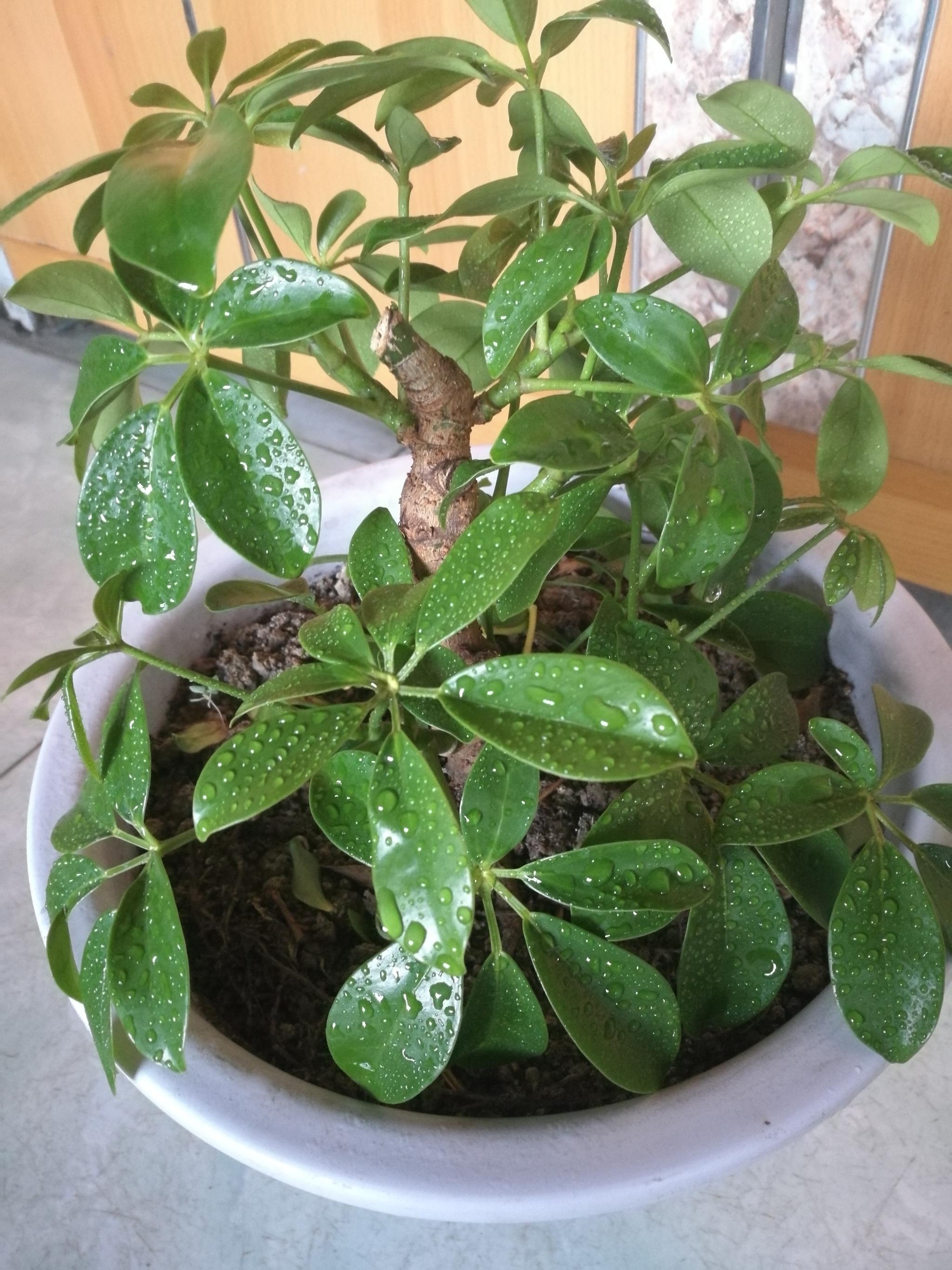 鸭掌鸭脚鸭脚 - 优质问答专区