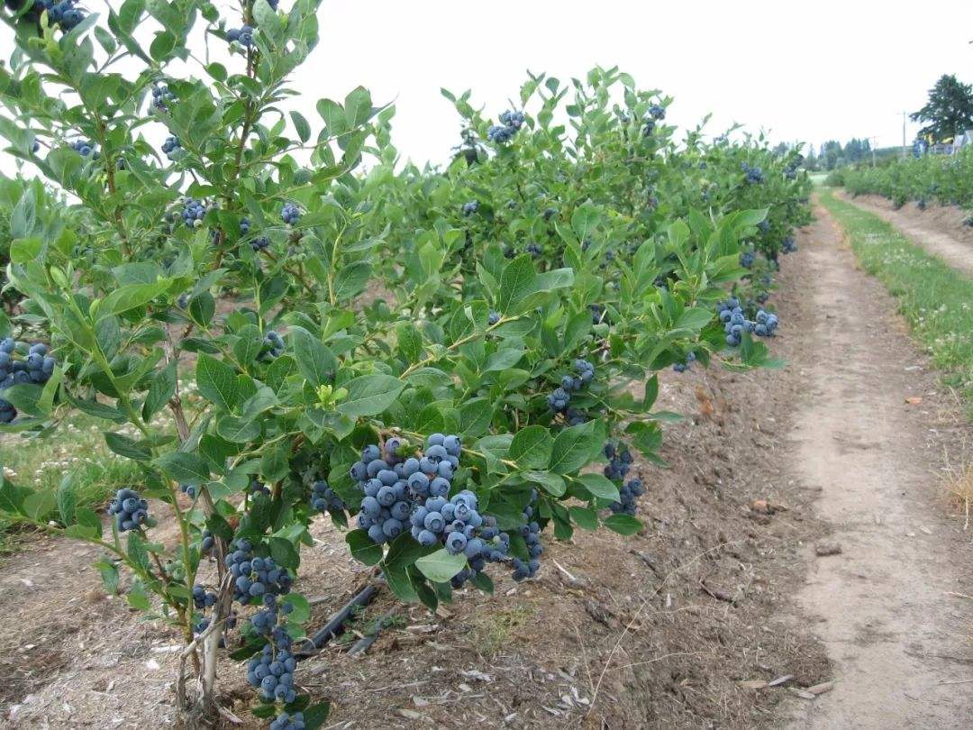 新型水果蓝莓,被世界粮农组织所推荐,具备这4个条件才能种植?