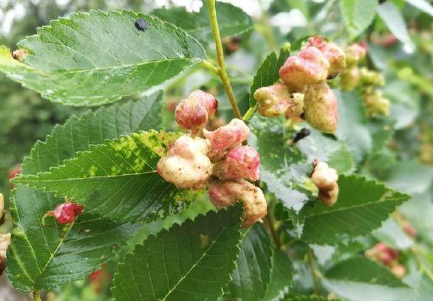 广东常见一种"鸡屎树",结出果实人人嫌,殊不知,它做盆景正好