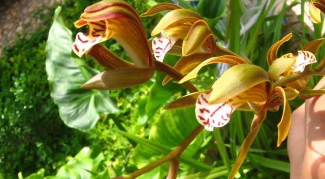 想让长叶兰长得好看全靠你,先观察生活习性,注意病虫害就能养好