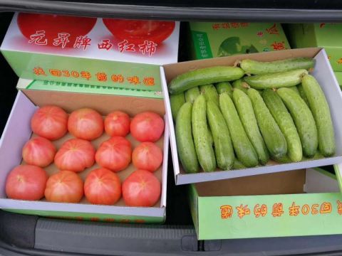 平谷夏各庄"老味道西红柿"成熟上市!