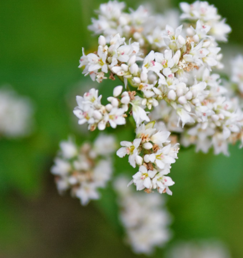 野荞麦全草均可入药,其中药名被称为"开金锁",有清热解毒,消肿排脓
