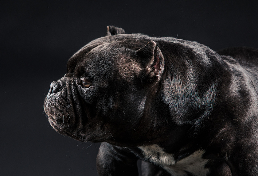 你知道吗,其实长相凶猛的恶霸犬拥有一颗温柔的内心