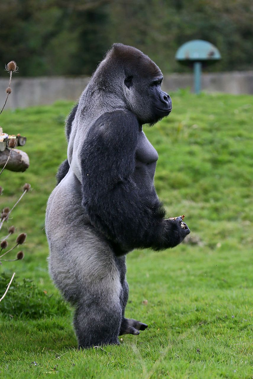 金刚银背大猩猩:猩猩界的肌肉猛男  在繁茂的热带雨林中,有一种动物以